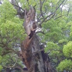 201206051116000